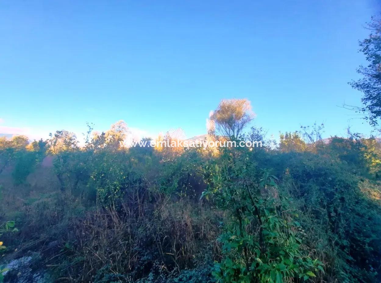 Ortaca Kemaliyede Satılık 7320 M2 Kelepir Limon Bahçesi