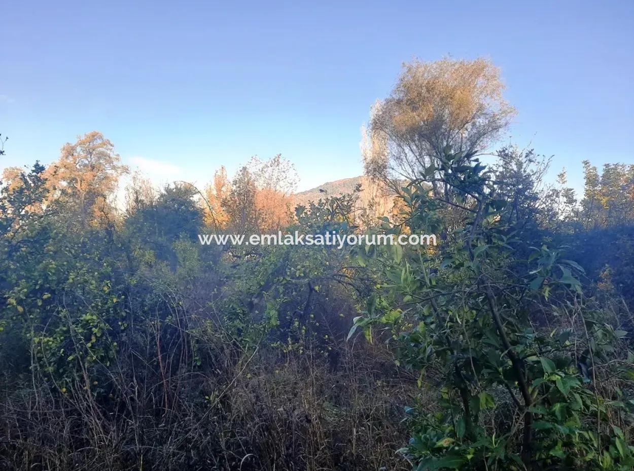 Ortaca Kemaliyede Satılık 7320 M2 Kelepir Limon Bahçesi