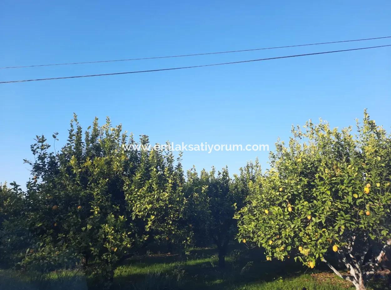 Muğla Ortaca Dalaklıda 2000 M2 Arsa Satılık