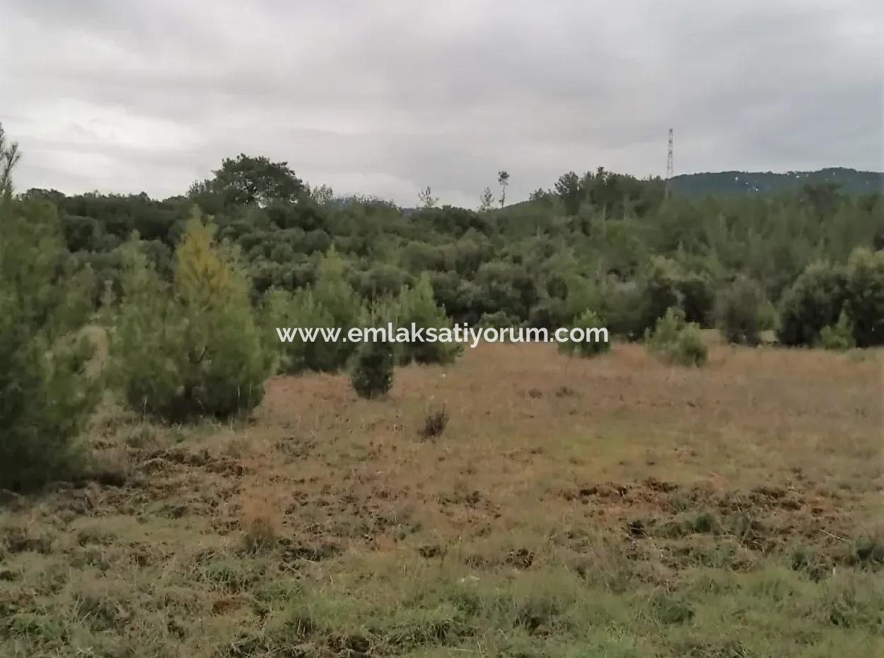 Muğla Dalaman Gürleyikte Satılık 30949 M2 Verimli Tarla