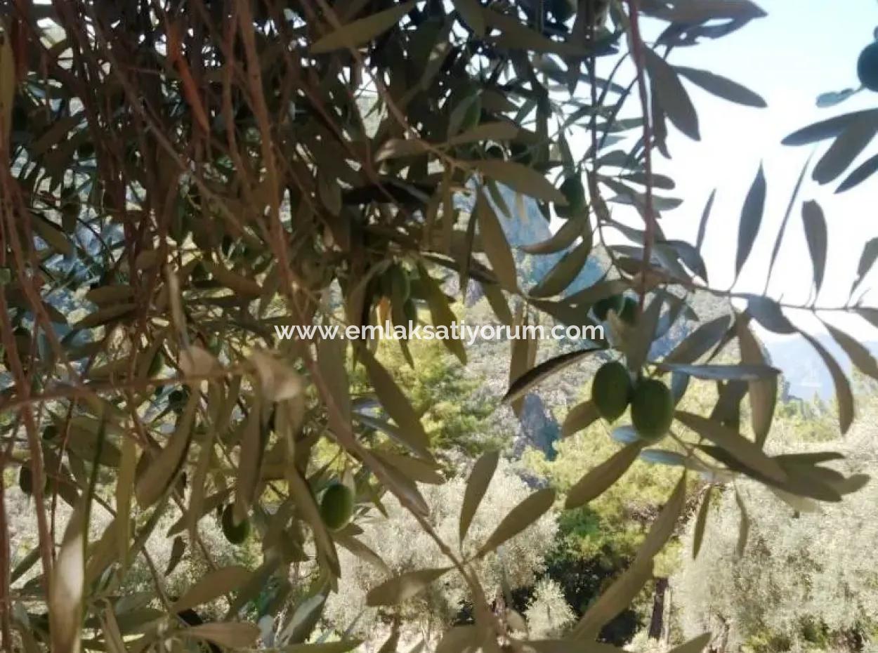 Köyceğiz Ekincikte Satılık Deniz Manzaralı Zeytinlik