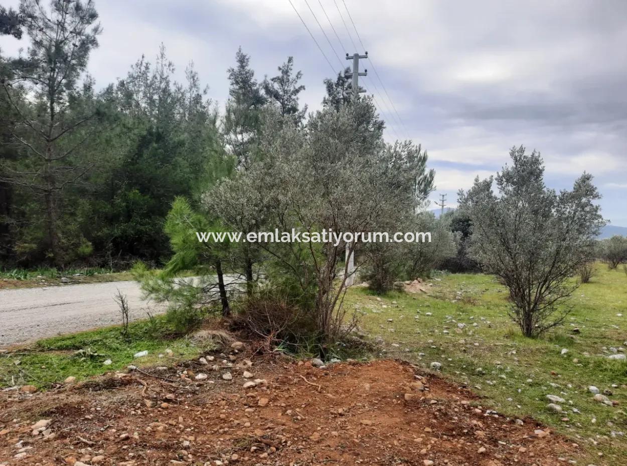 Köyceğiz Zeytinalanı Nda Göl Manzaralı 19 000 M2 Müstakil Arazi Satılık