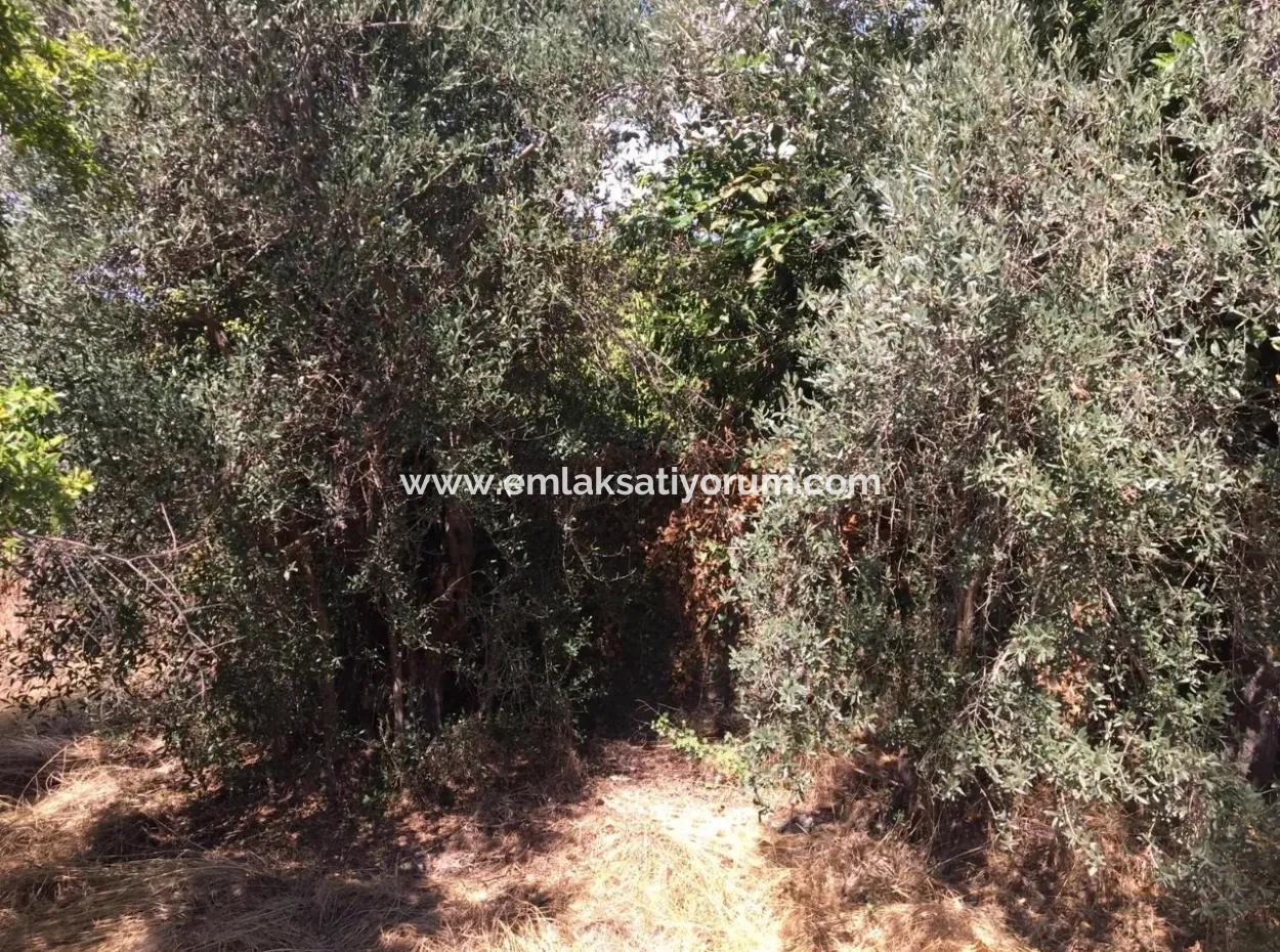 Köyceğiz Köyceğiz Mah. Satılık Köy Evi