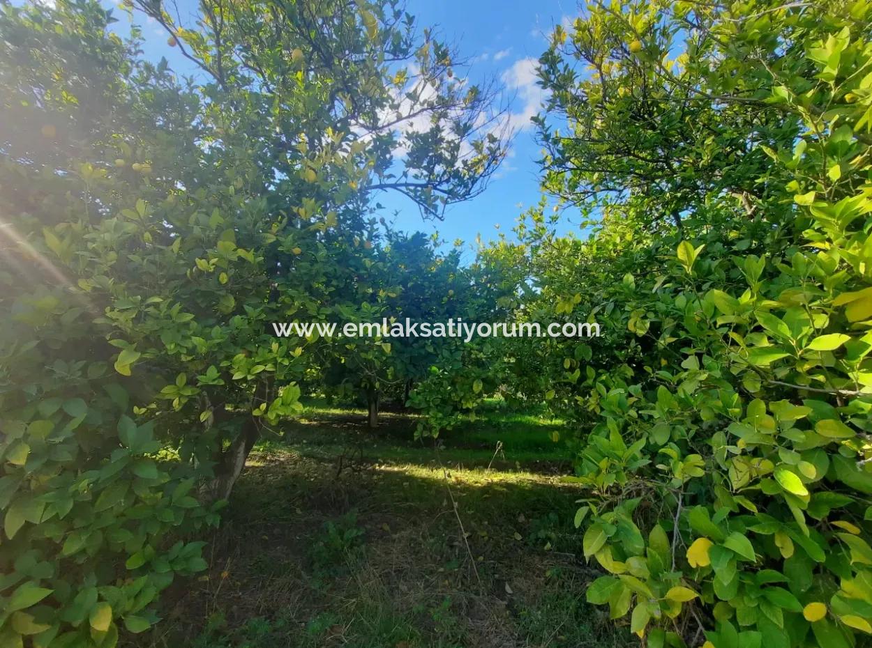 Ortaca Ekşiliyurt Da Yatırıma Uygun 11 850 M2  Limon Bahçesi Ve 4 Bina Satılık