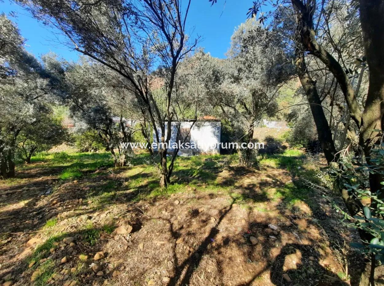 Köyceğiz Toparlarda 4 200 M2 Arsada Tek Katlı Müstakil Ev Satılık