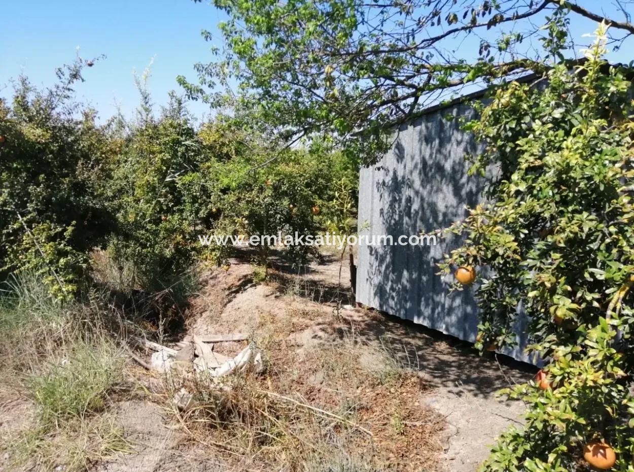 Muğla Ortaca Tepearasında Satılık Nar Bahçesi