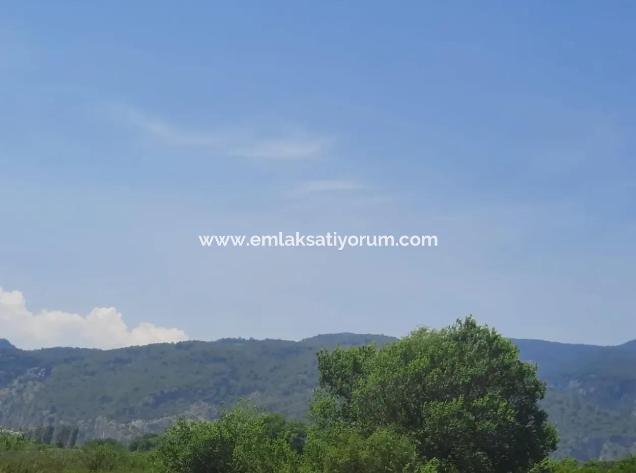 Muğla Güzelyurtta Satılık 15 600 M2 Limon Bahçesi