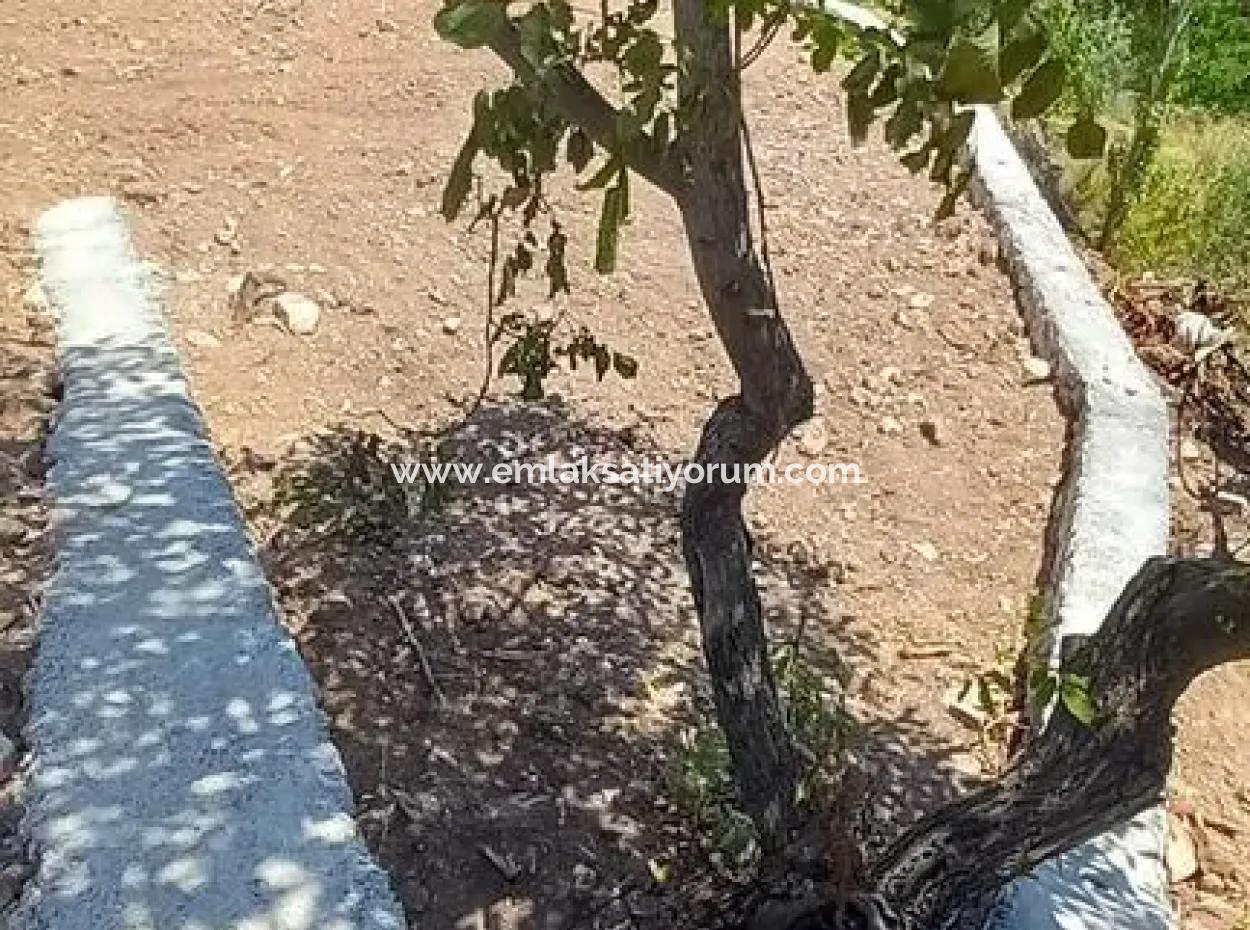 Denizli Çameli Ayvacık Da Satılık Müstakil  442 M2 İmarlı Arsa