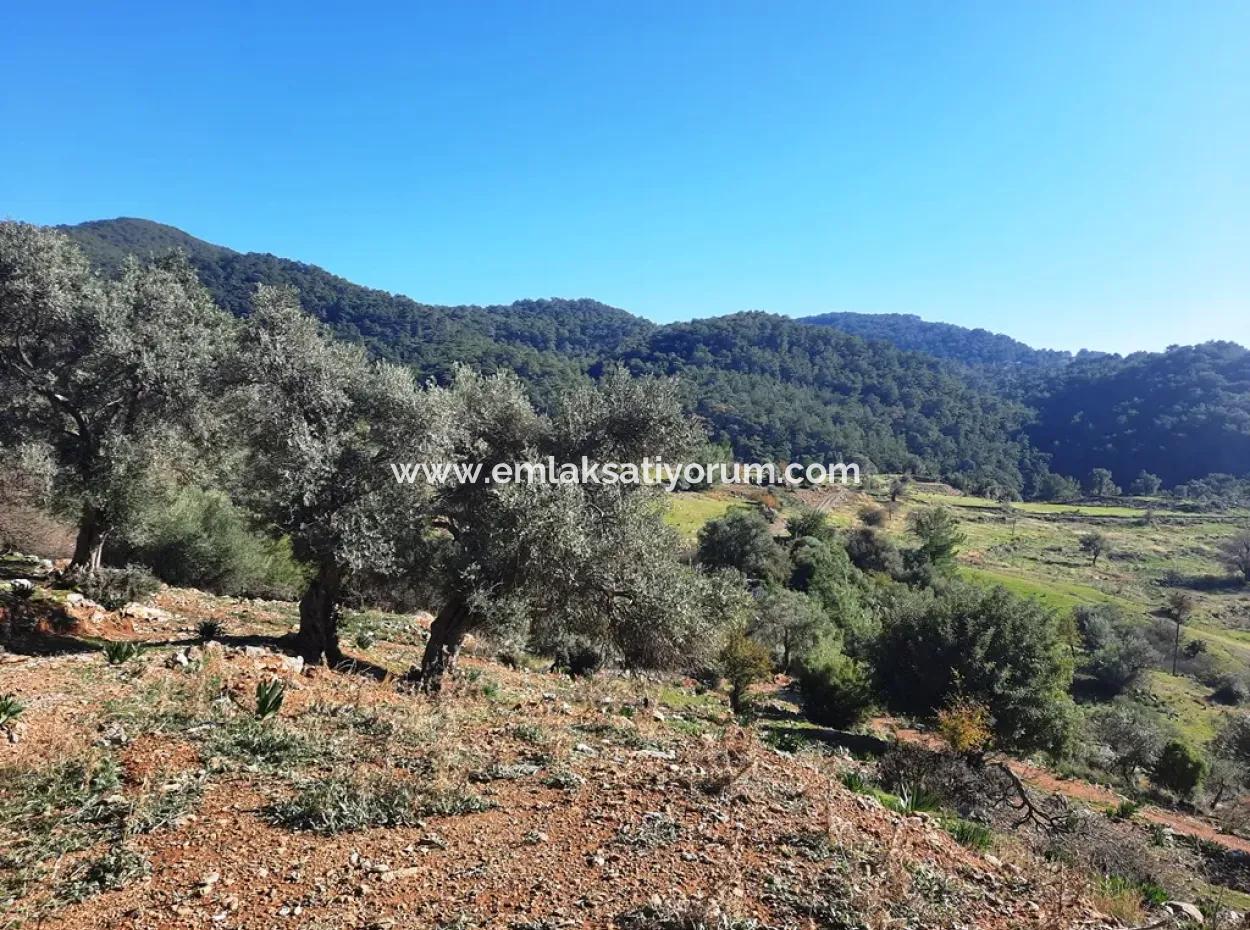 Muğla Ortaca Dalyan Gökbelde 3 100 M2 2B Arazisi Zilliyet Hakkı Devir Edilecek