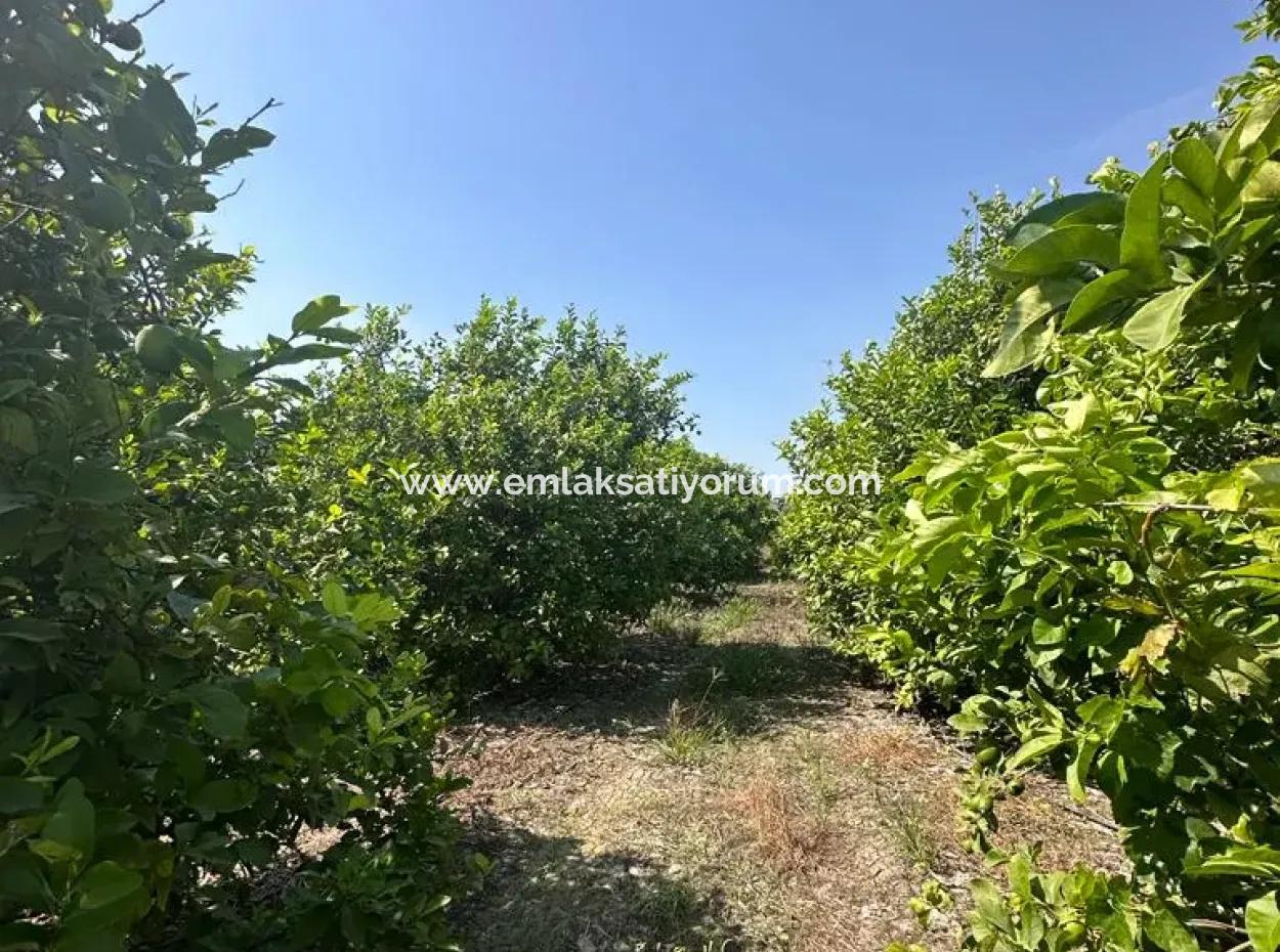 Dalyan Eskiköyde 15 000 M2 Limon Bahçesi Satılık