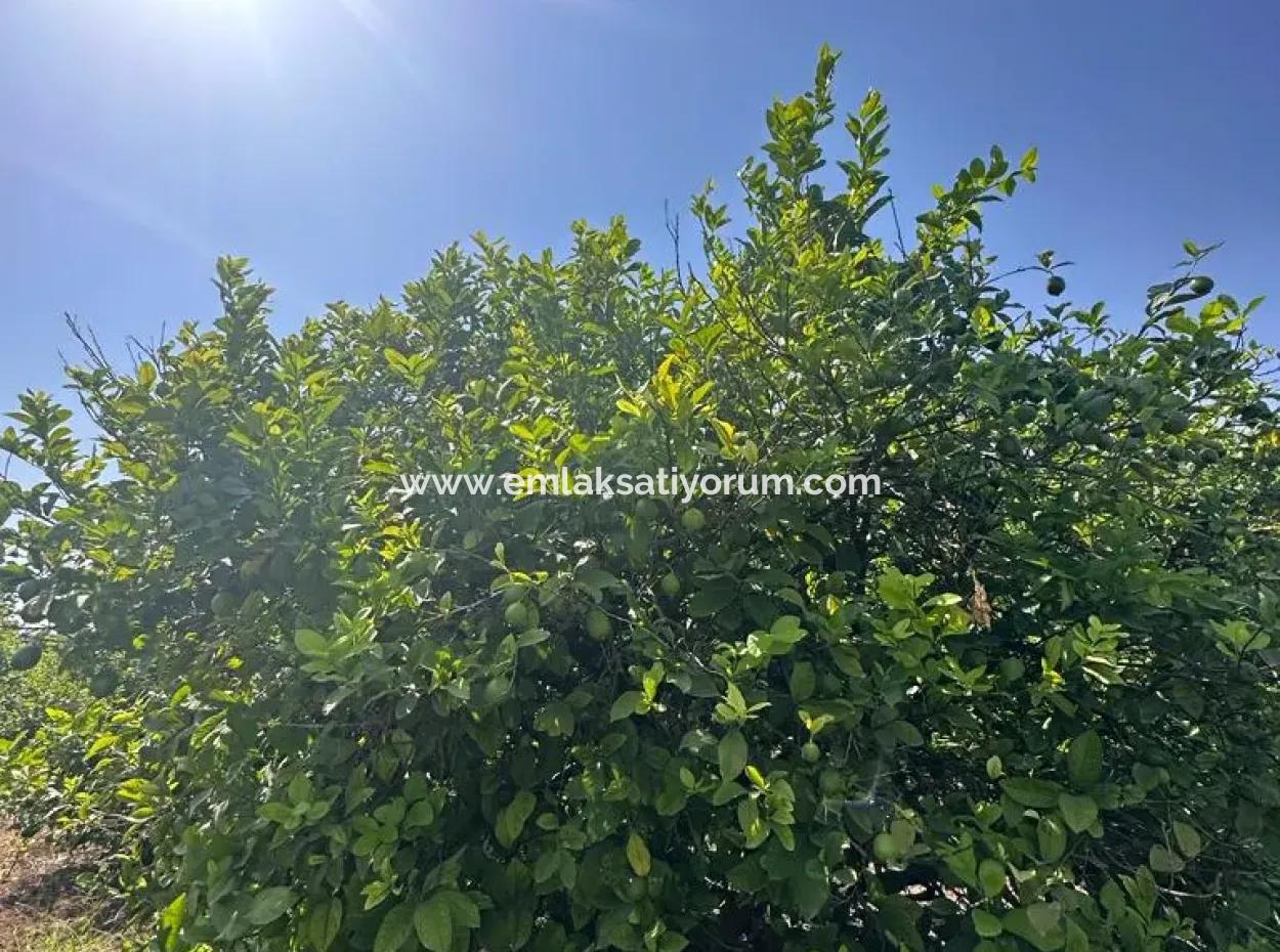 Dalyan Eskiköyde 15 000 M2 Limon Bahçesi Satılık