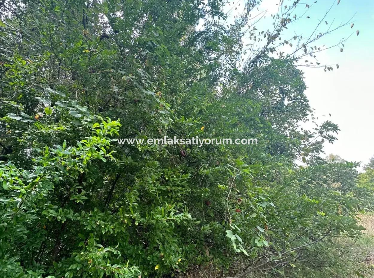 Köyceğiz De 1026 M2 Arsa Satılık