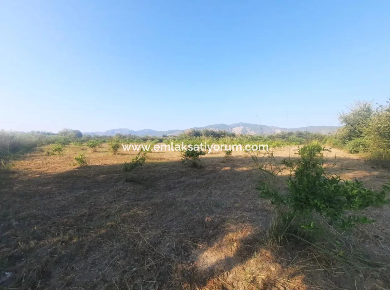 Ortaca Dikmekavak Da 5000 M2 Narenciye Bahçesi Satılık