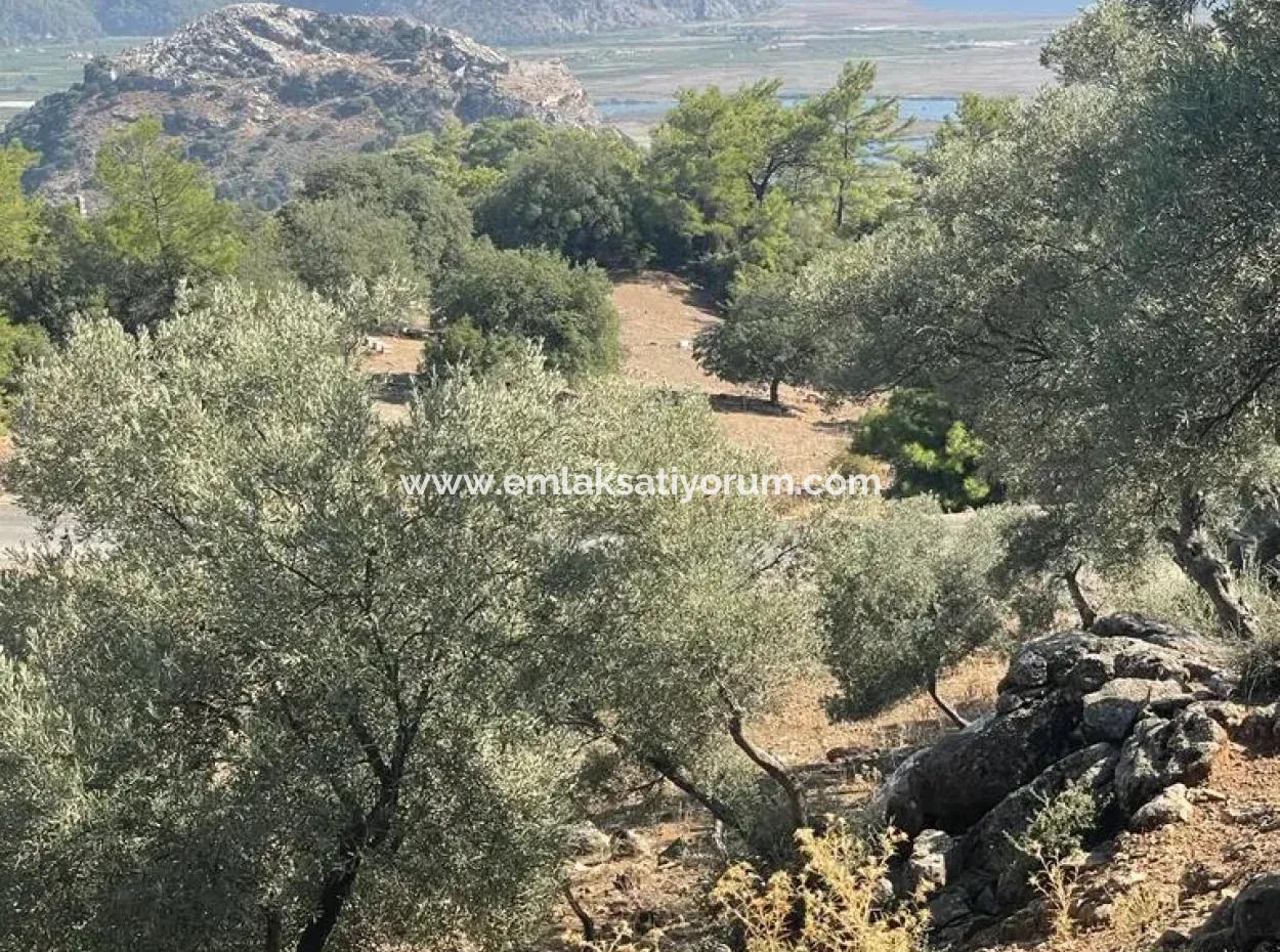 Muğla Köyceğiz Çandır Mah. 5000 M2 2B Tarla Satılık