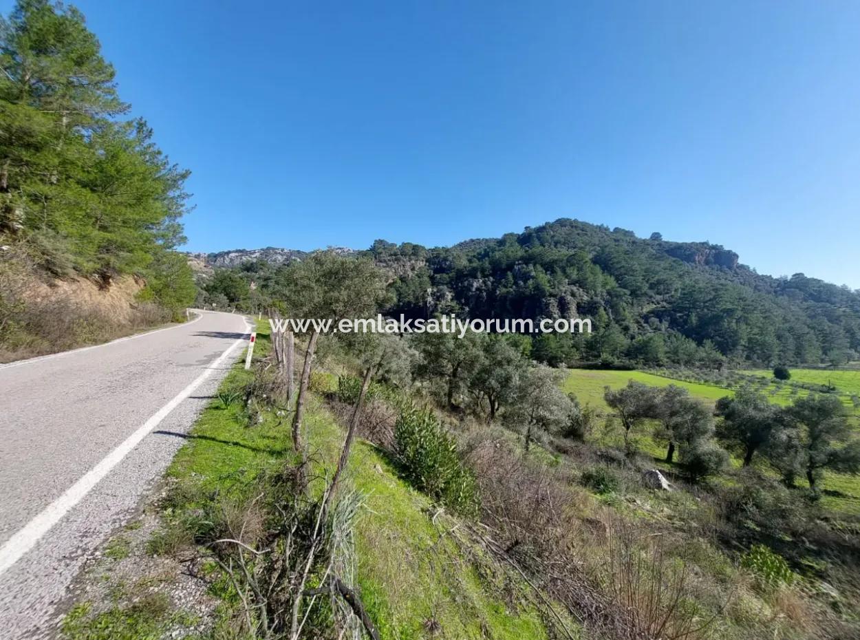 Muğla Dalyan Gökbelde 13 200 M2 Müstakil Tapulu Zeytinlik Satılık