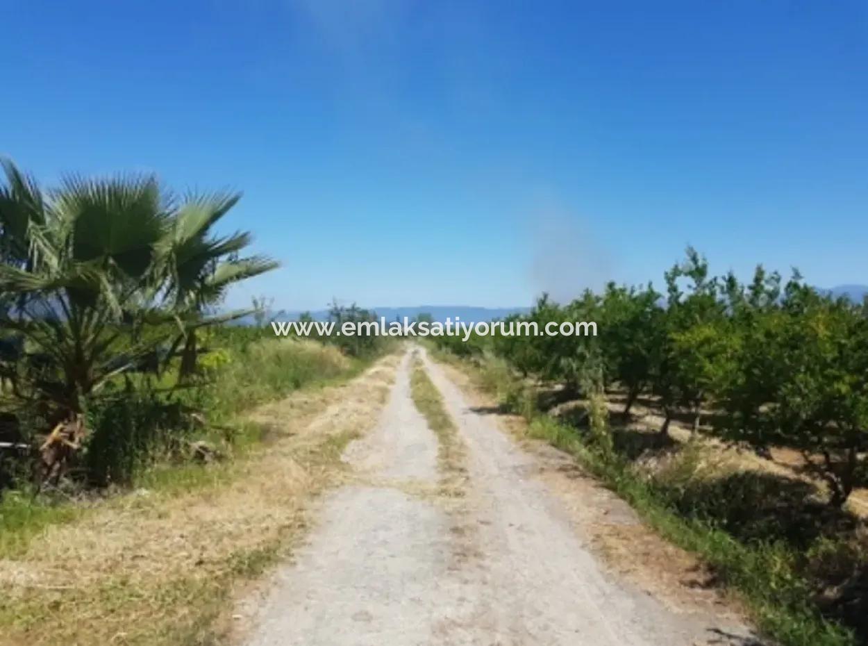 Dalyan Da Satılık Nar Bahçesi