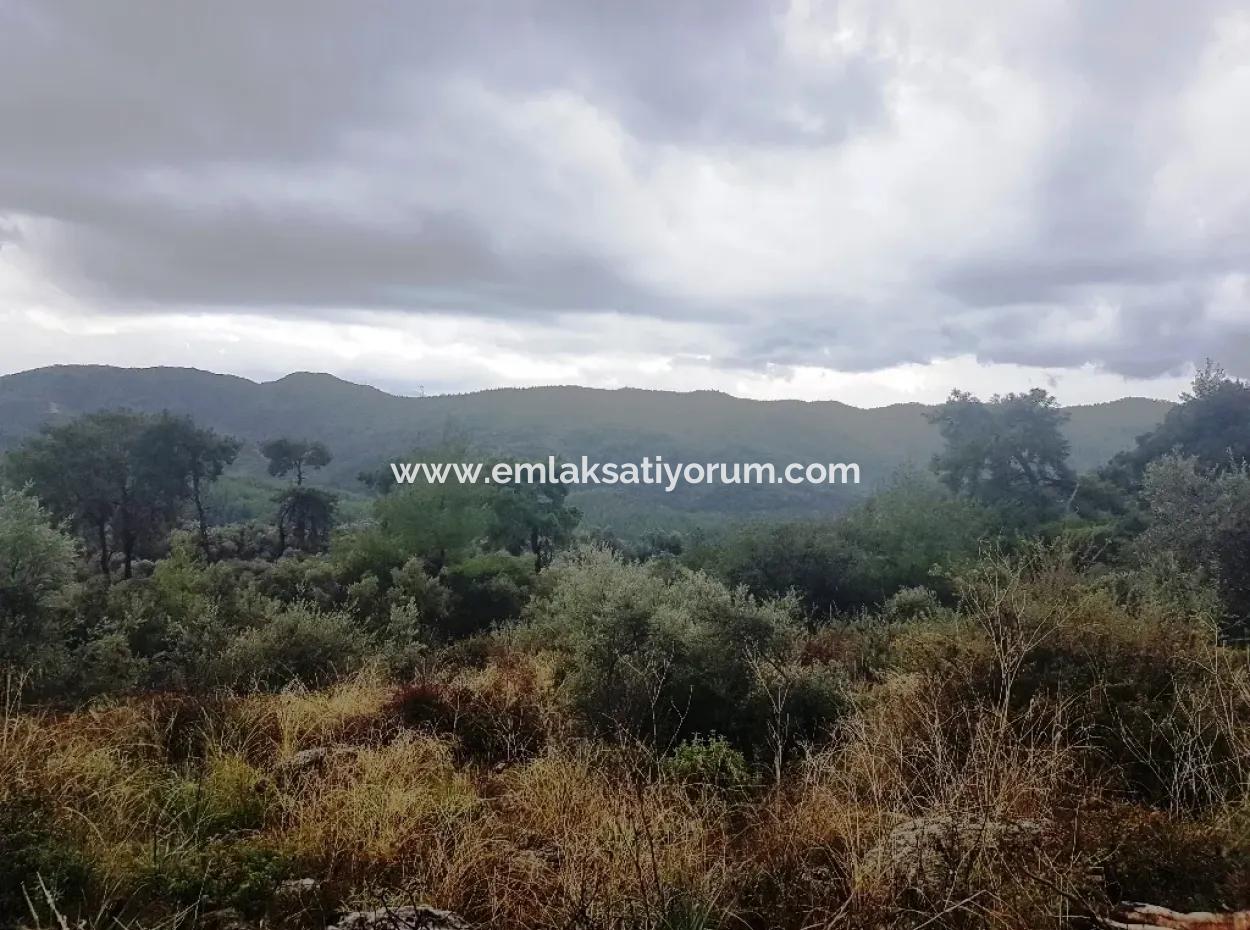 Göcek İnlicede Satılık Kelepir Zeytinlik