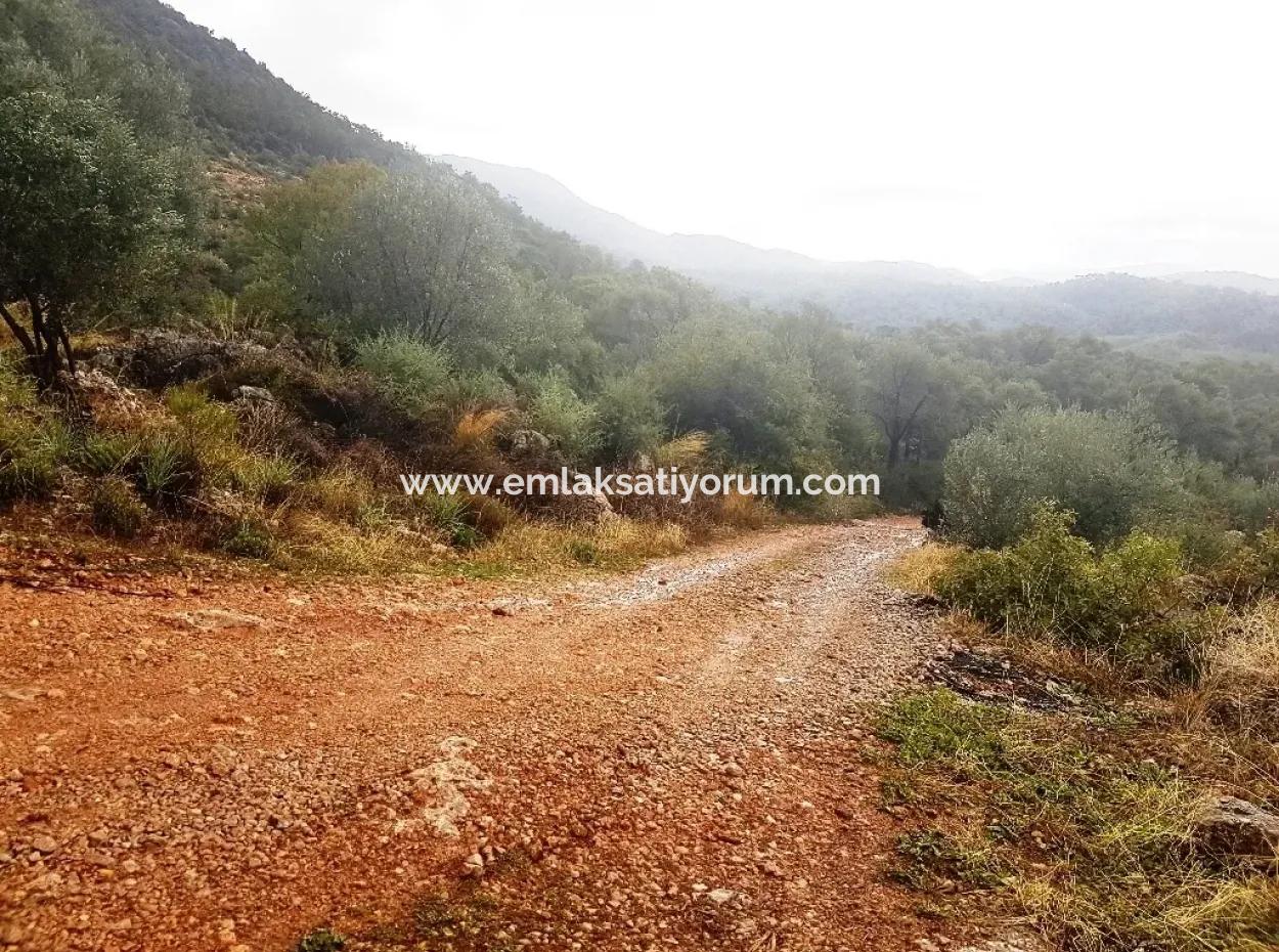 Göcek İnlicede Satılık Kelepir Zeytinlik