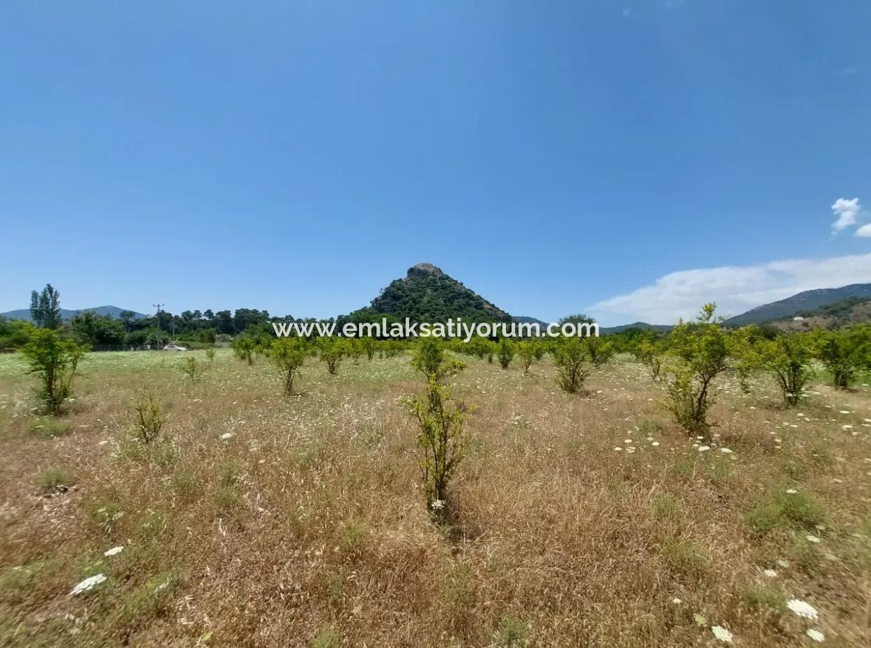 Köyceğiz Çandırda  Müstakil Tapulu 33.800 M2 Tarla Satılık