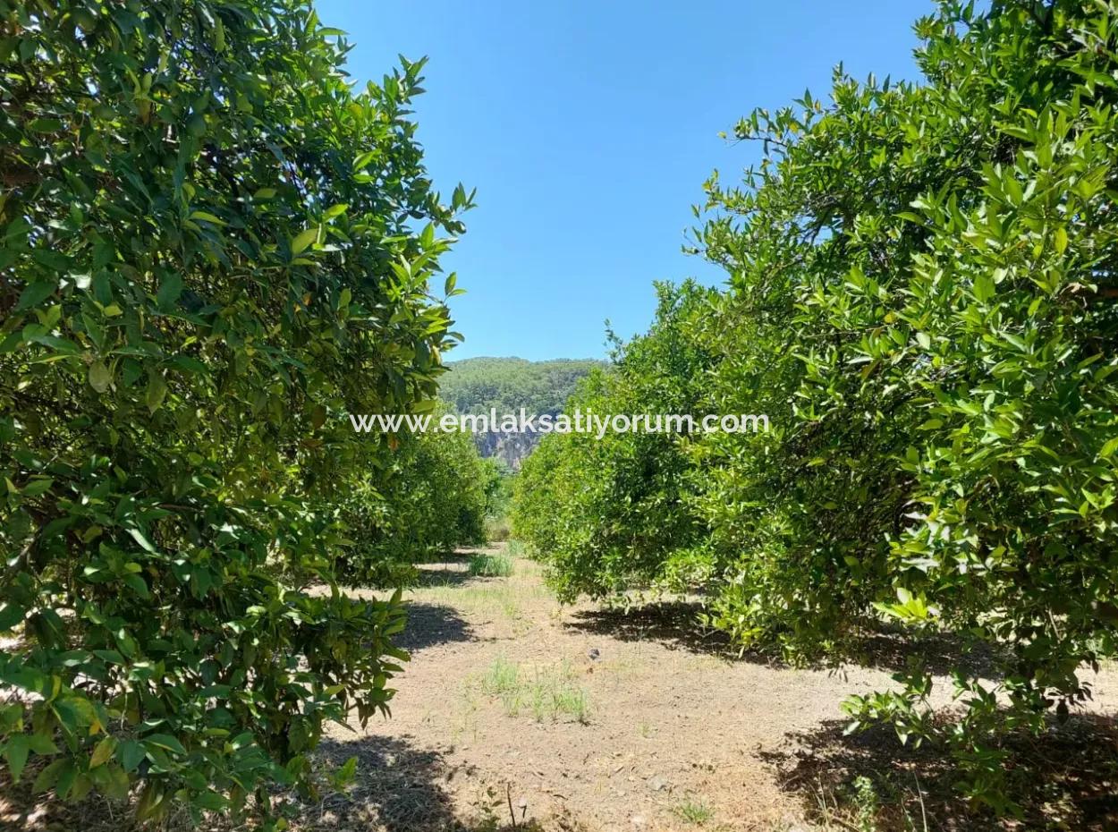 Muğla, Ortaca, Okçular Da, 1015, 69 M2, Müstakil Tapulu Arsa Satılık.