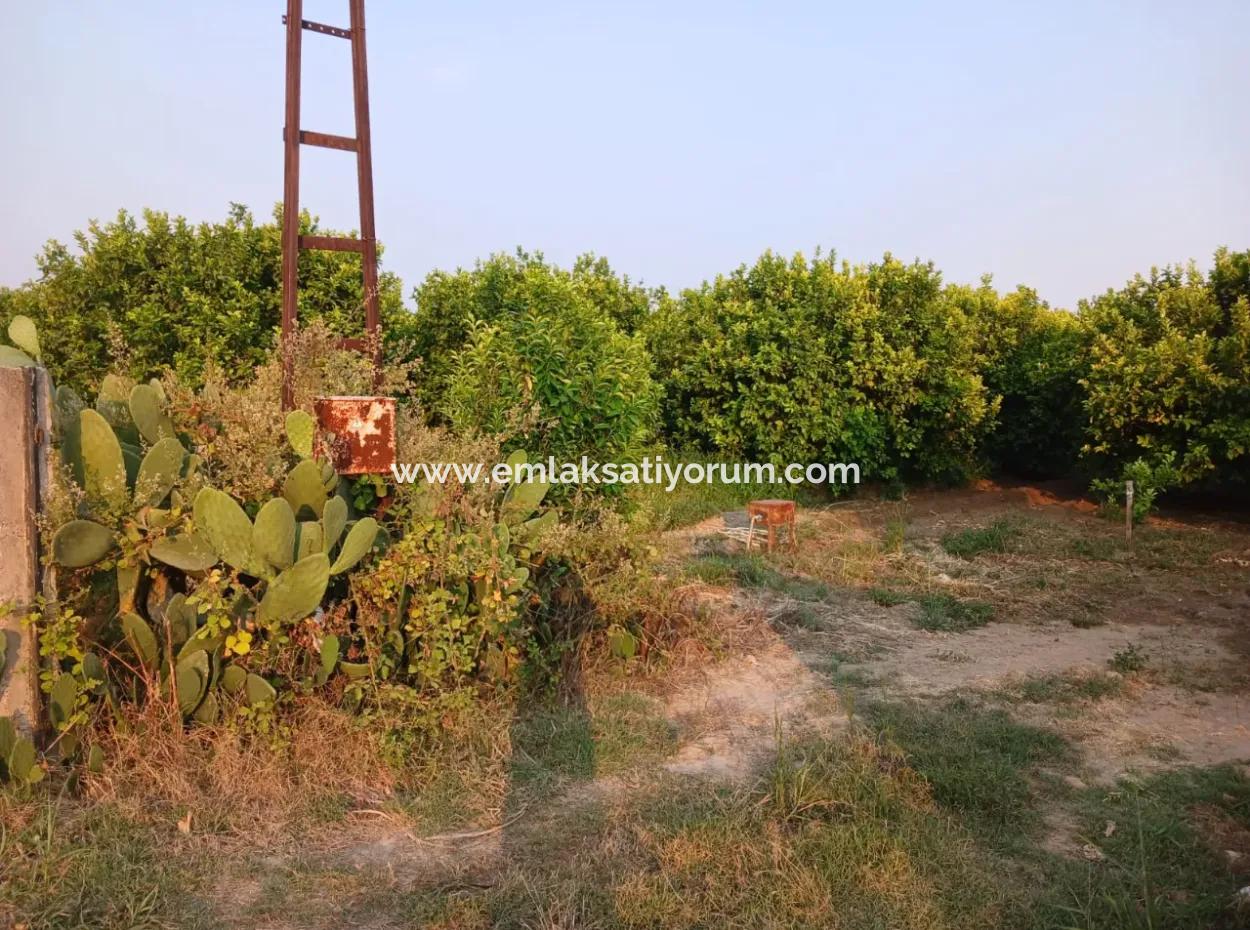 Ortaca Fevziyede 4.000 M2 Limon Bahçesi Satılık