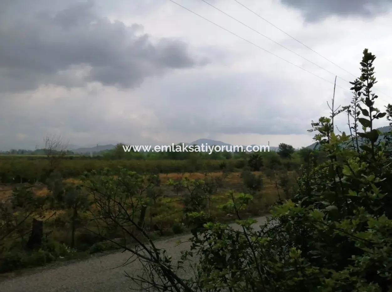 Güzelyurt Ta Satılık Bakımlı Nar Bahçesi