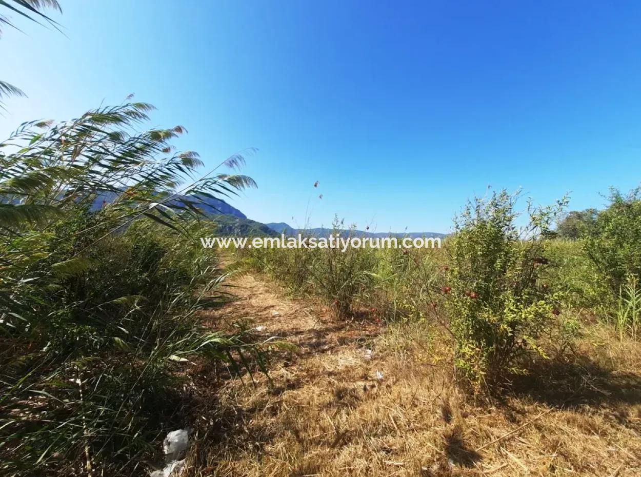 Dalyanda 26.200 M2 Köy Merasına Sıfır Kelepir Arazi Satılık