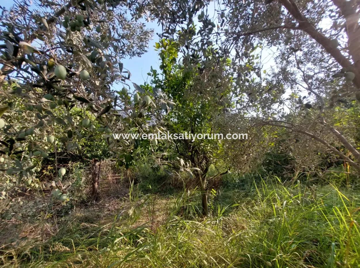 Ortaca Okçularda 1.000 M2 Arazi Satılık