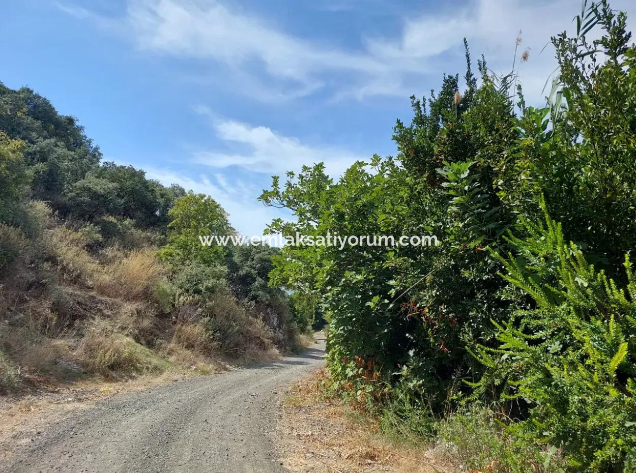 Muğla Dalyan'da Dağa Sıfır Verimli 1.680 M2 Arazisi Satılık