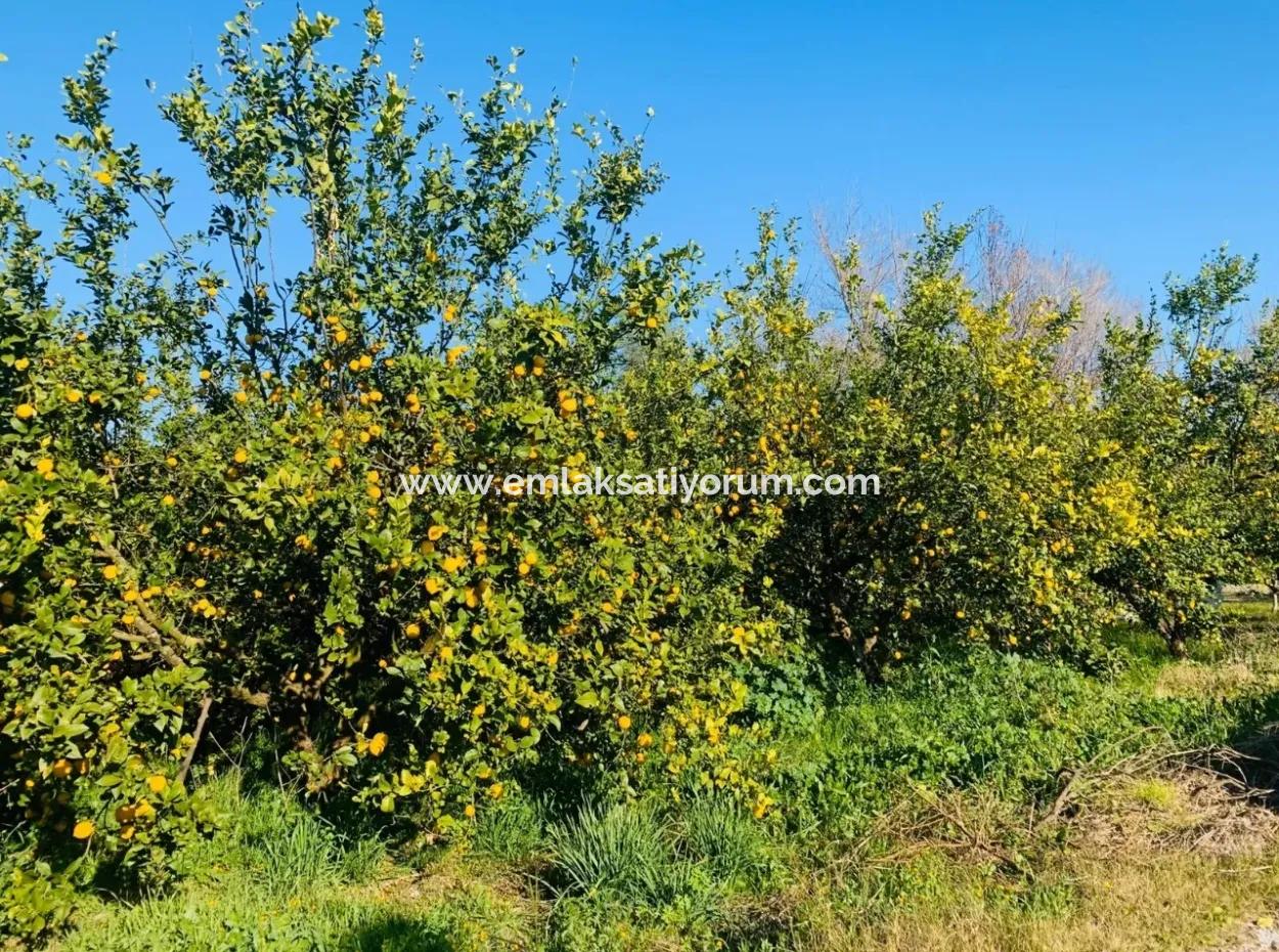 Akıncı Da Satılık İmarlı Arsa