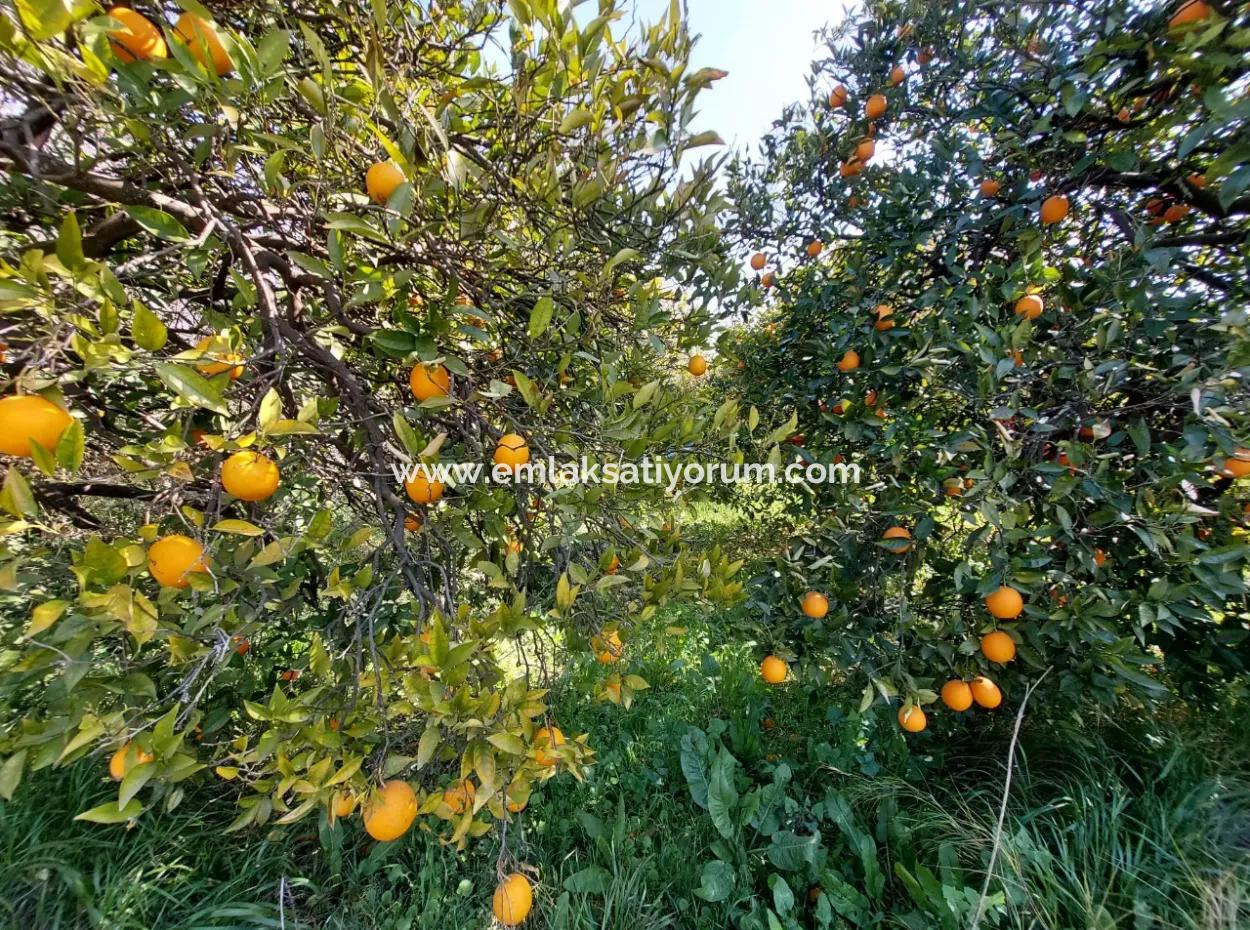 Ortaca Okçularda Satılık 1 520 M2 Yatırıma Uygun Arsa