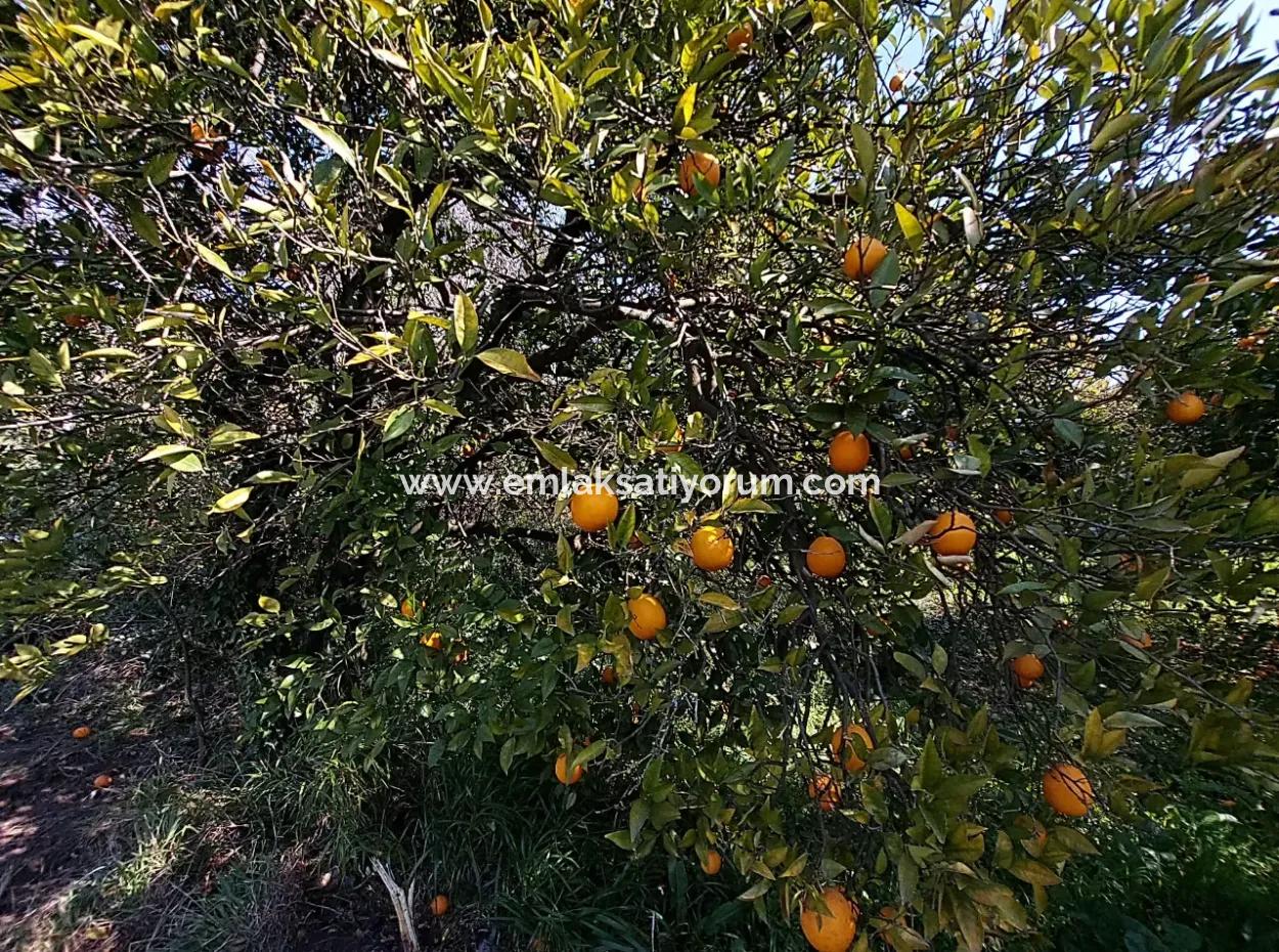 Ortaca Okçularda Satılık 1 520 M2 Yatırıma Uygun Arsa