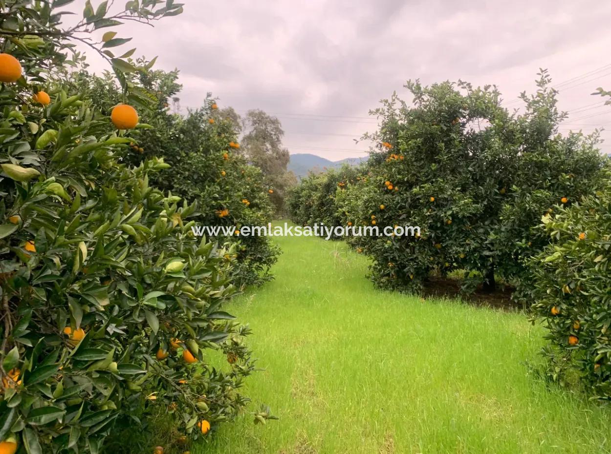 Ortaca Ekşiliyurtda 1084 M2 İmarlı Kelepir Arsa Satılık