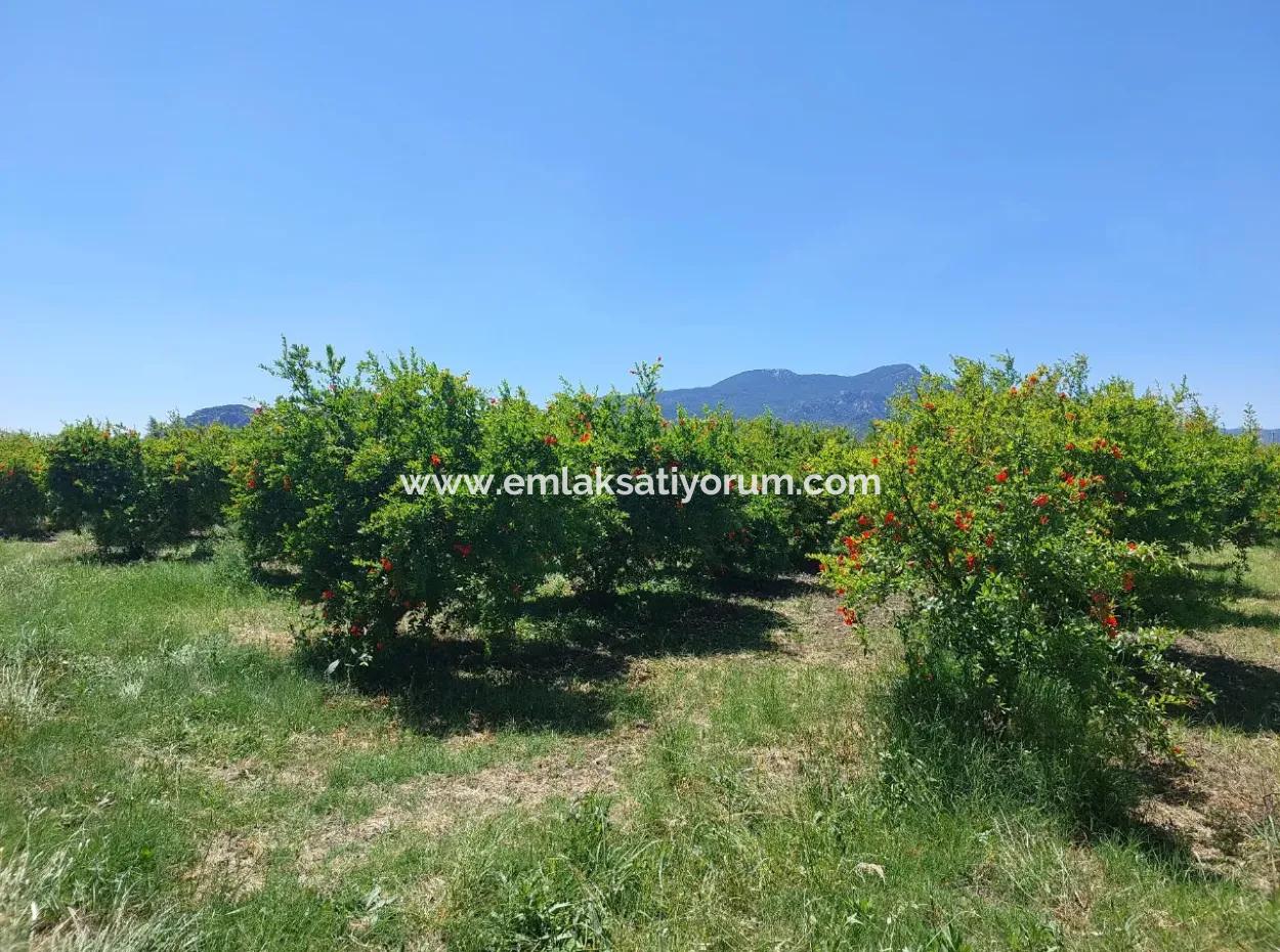 Muğla Ortaca Eskiköyde 9.000  M2 Nar Bahçesi Satılık