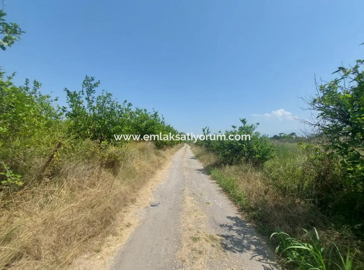 Muğla Dalyan’da 5.200 M² Kiralık Limon Ve Portakal Bahçesi