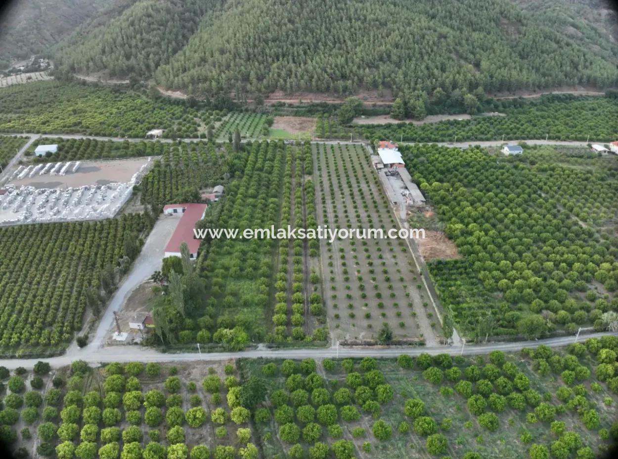 Ortaca Çaylı’da 150 M² İnşaat Hakkı Olan Müstakil 5.000 M² Limon Bahçesi Satılık Veya Takas