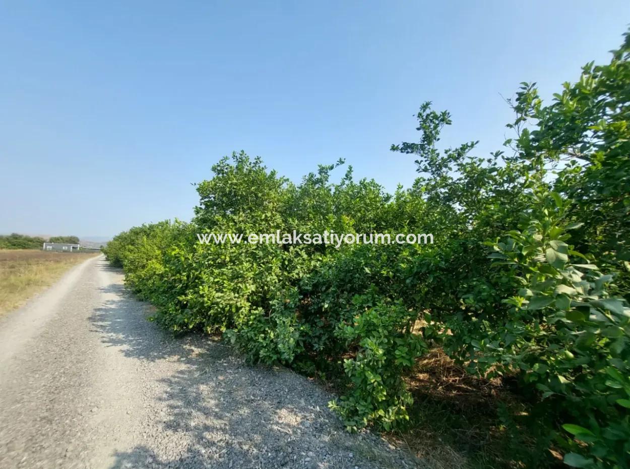 Ortaca Karadonlar’da 4.500 M² Bakımlı Limon Bahçesi Satılık