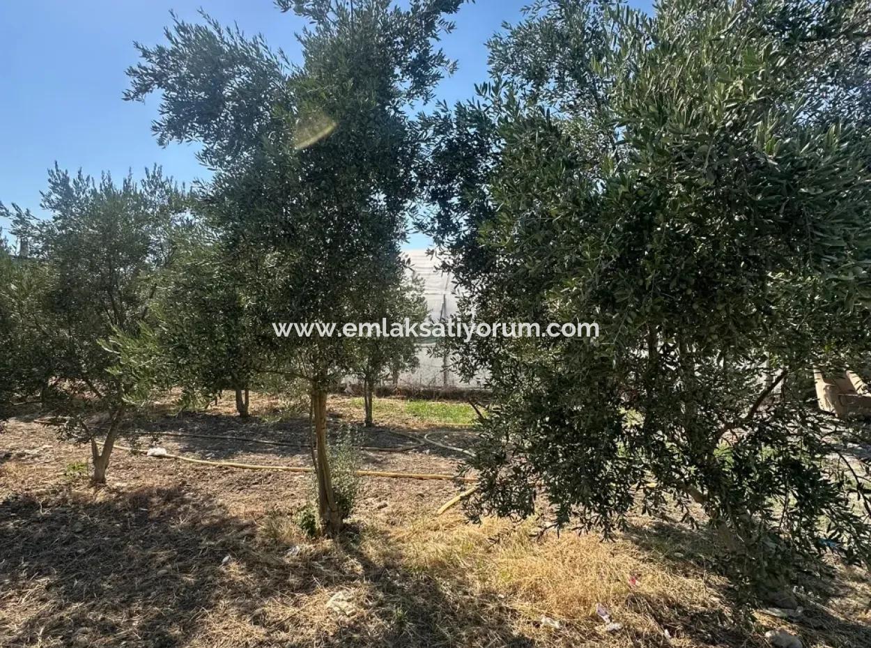 Ortaca Ekşiliyurt Da 538 M2 Arsa Satılık