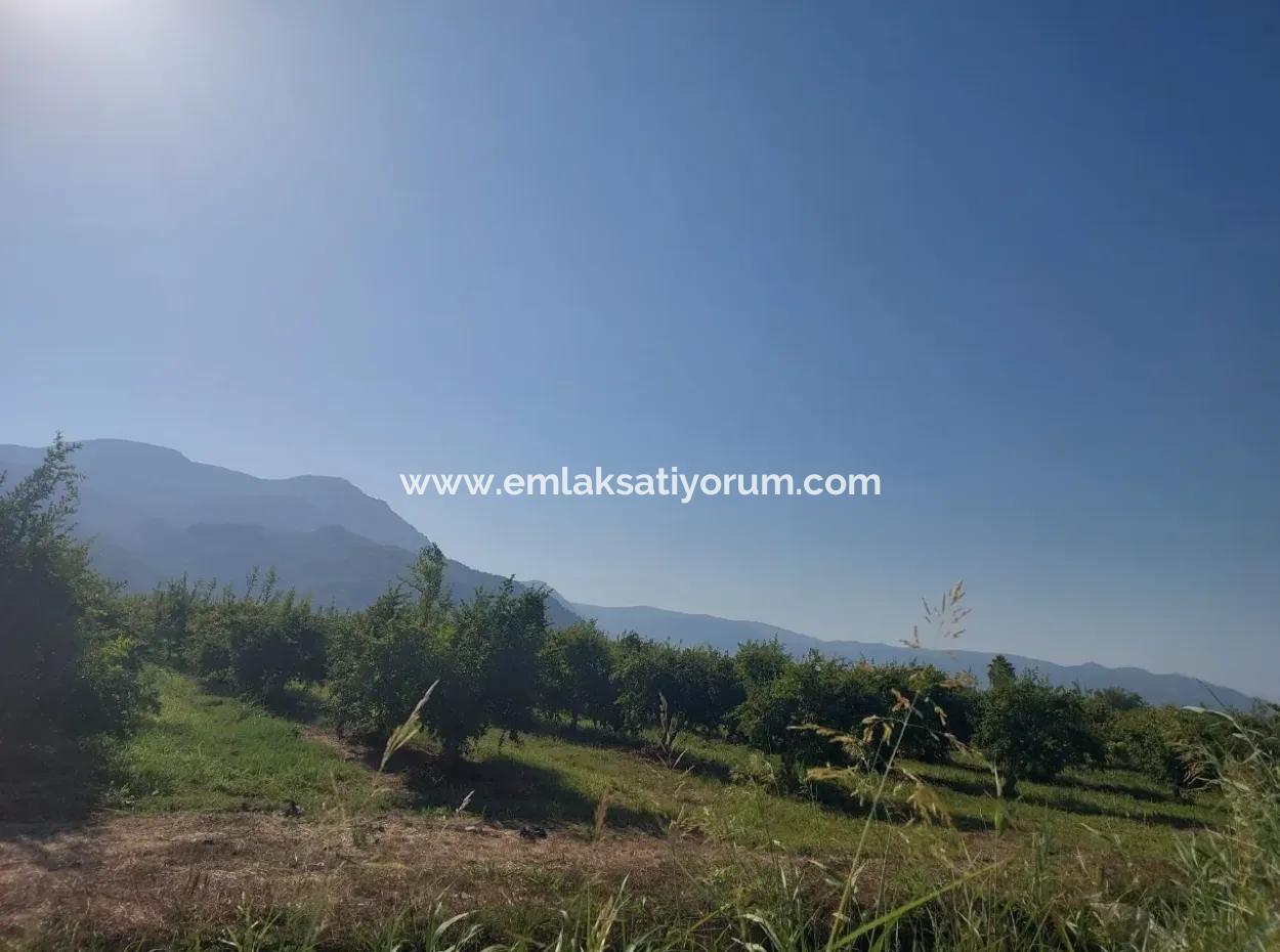Ortaca Dalyan’da 73,500 M² Yatırıma Uygun Nar Bahçesi Satılık