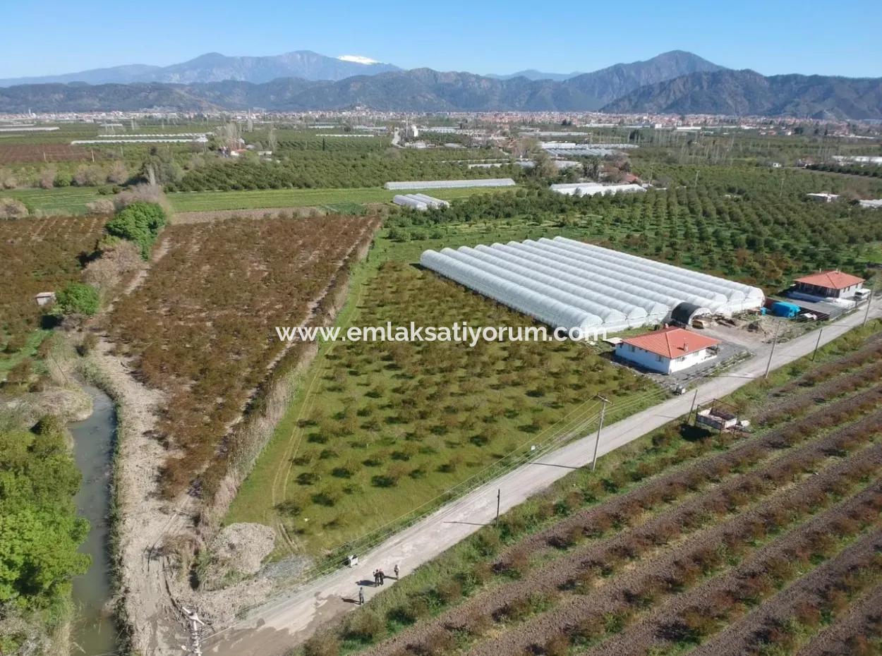 Ortacada Satılık Kelepir Nar Bahçesi