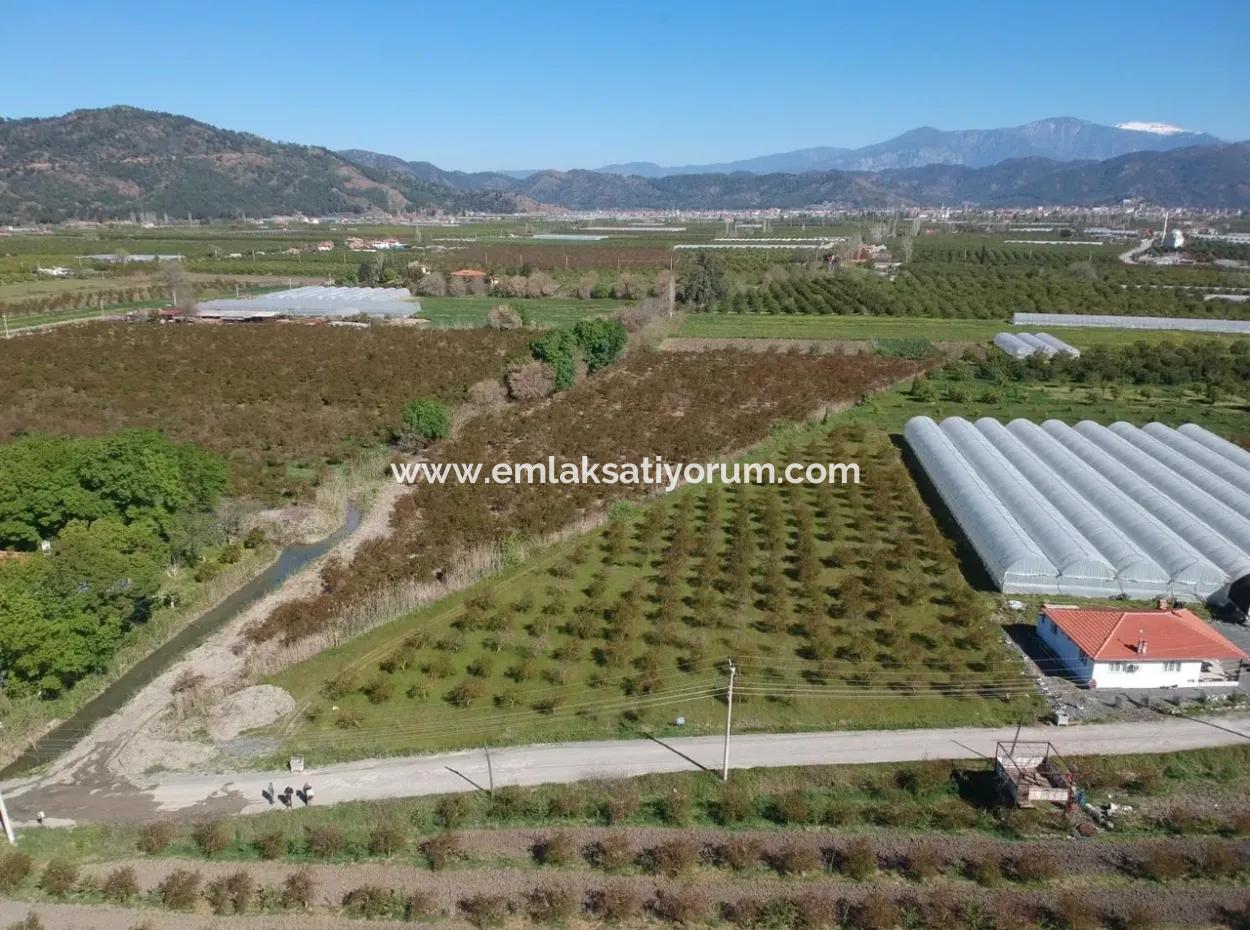 Ortacada Satılık Kelepir Nar Bahçesi