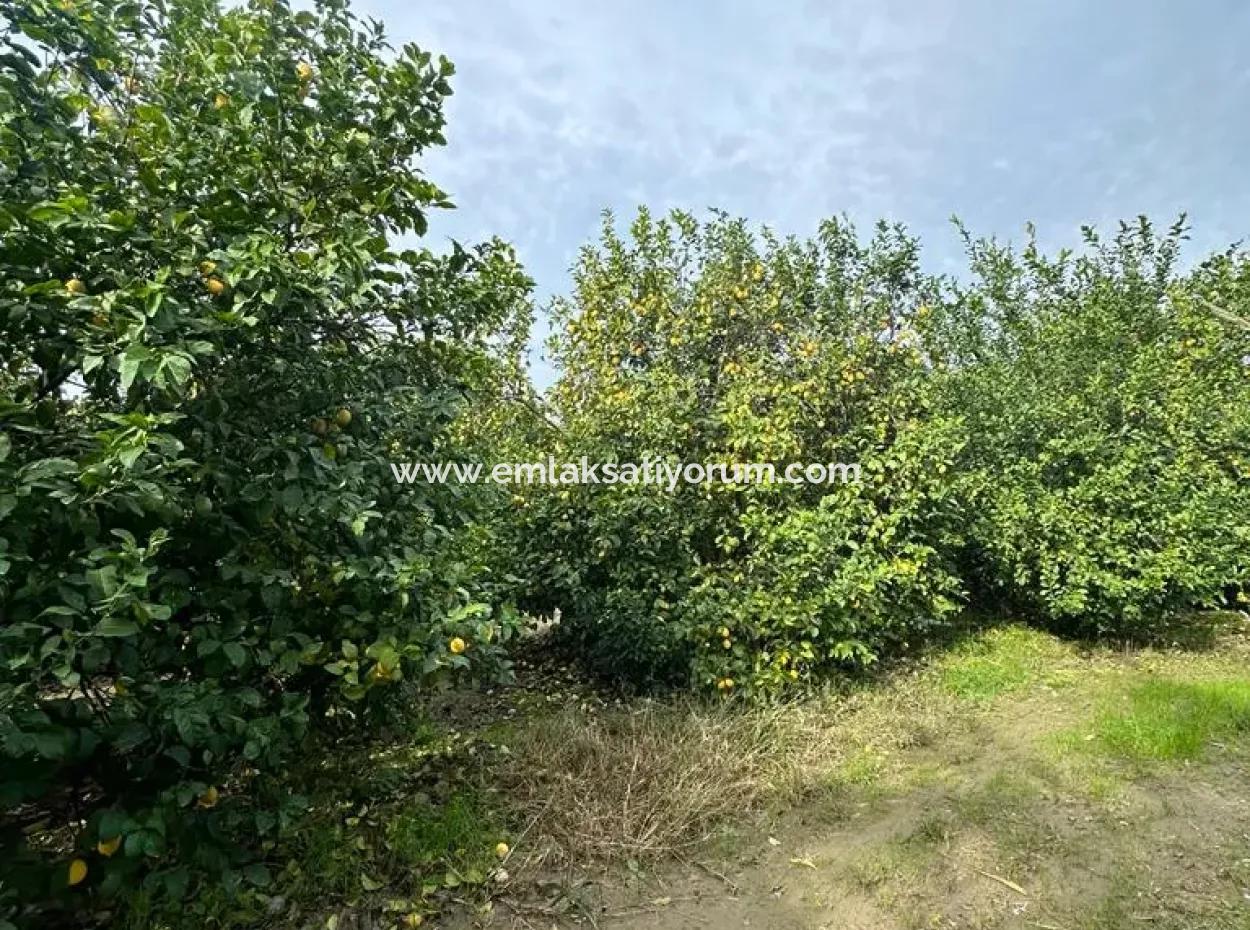 Muğla Ortaca Akıncı Da 18 Dönüm Tarla Satılık