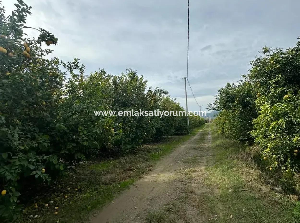 Muğla Ortaca Akıncı Da 18 Dönüm Tarla Satılık