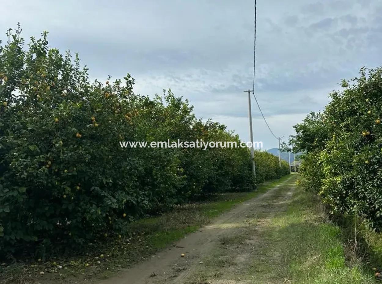 Muğla Ortaca Akıncı Da 18 Dönüm Tarla Satılık