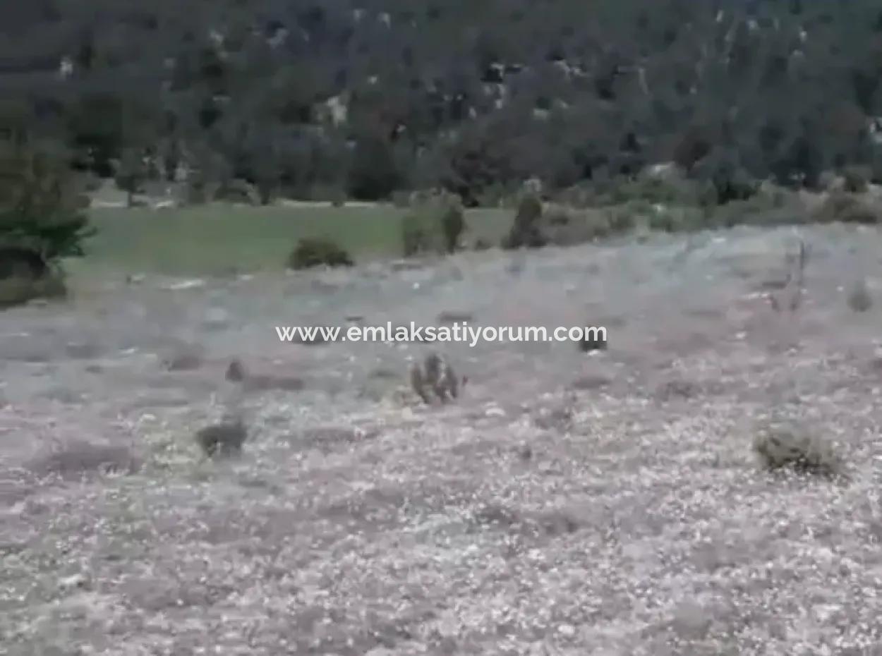 Çameli Ayvacık Ta 1770 M2 Tarla Satılık