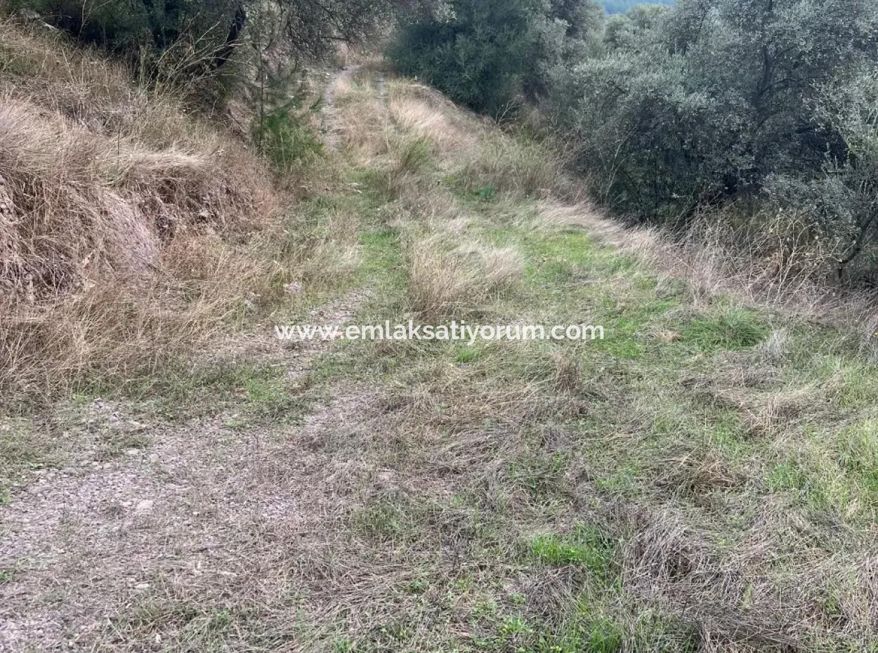 Muğla  Milas Çakıralan  Da 1.025 M2  Nitelik Zeytinlik Olan Arazi Satılık