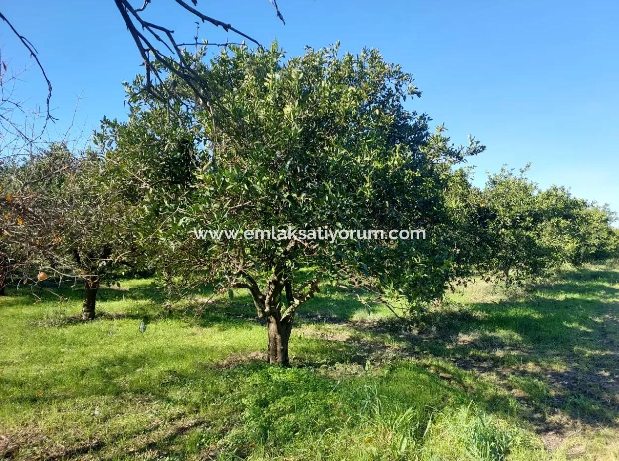 Ortaca Okçularda  250 M2 İnşaat Hakkı Olan, 1000M2 Müstakil Arsa Satılık