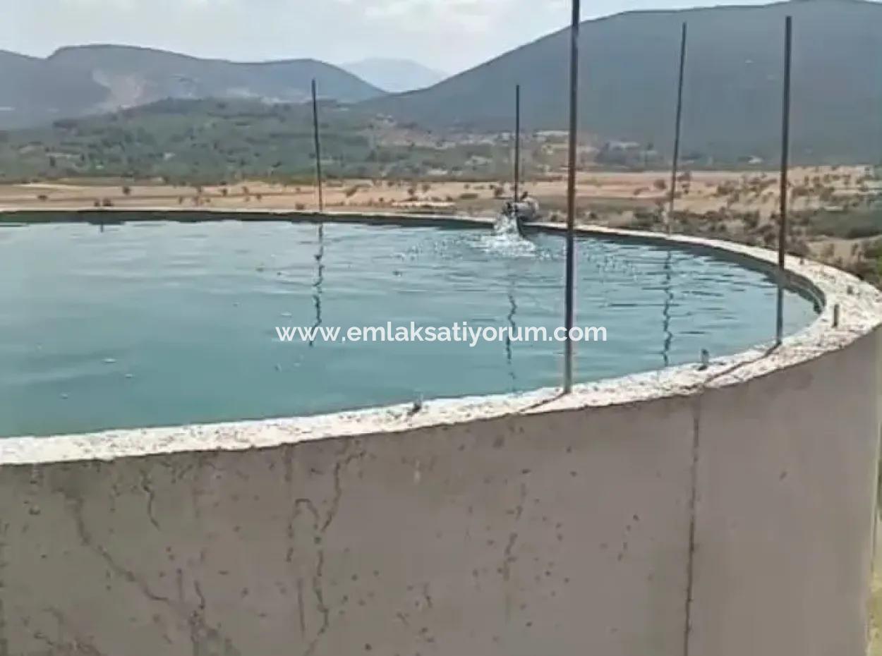 Denizli Tavas Ulukentte 37.000 M2 Ceviz Bahçesi Satılık