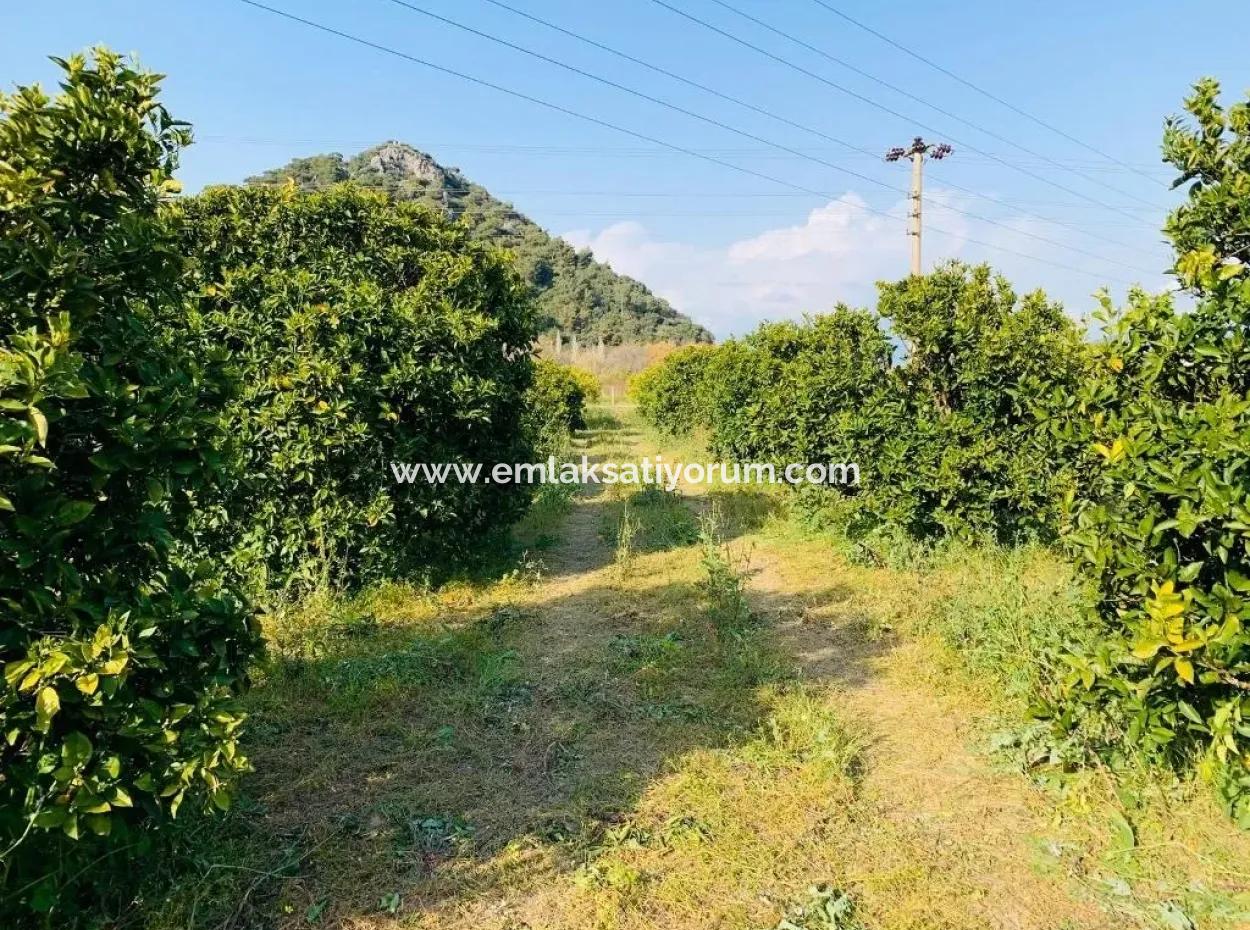 Dalyanda Satılık 830 M2 Kelepir Arsa