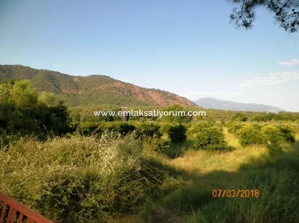 Köyceğiz Döğüşbelende Satılık Kelepir Narenciye Bahçesi